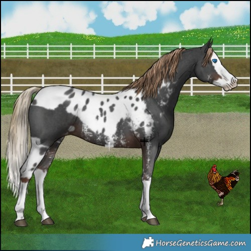 Horse Color:Liver Chestnut Sabino Splash Skewed LP Spotted Rabicano 