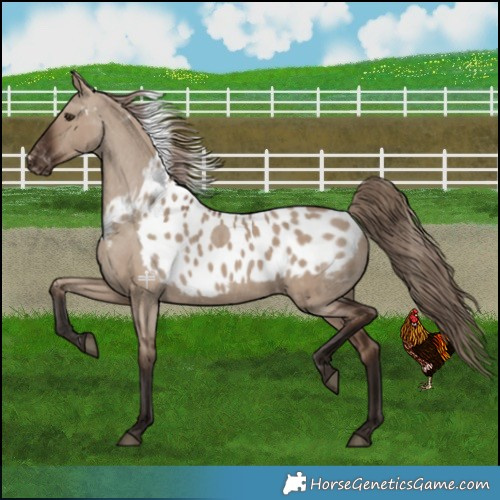 Horse Color:Liver Red Dun Skewed LP Spotted Rabicano 
