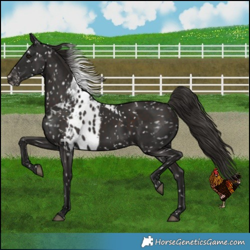 Horse Color:Liver Chestnut Skewed Appaloosa 