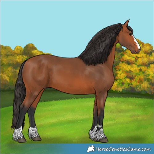 Horse Color:Bay 