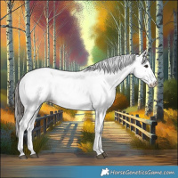 Horse Color:White Spotted Bay 