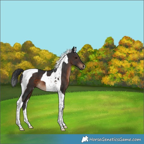 Horse Color:Brown Tobiano 