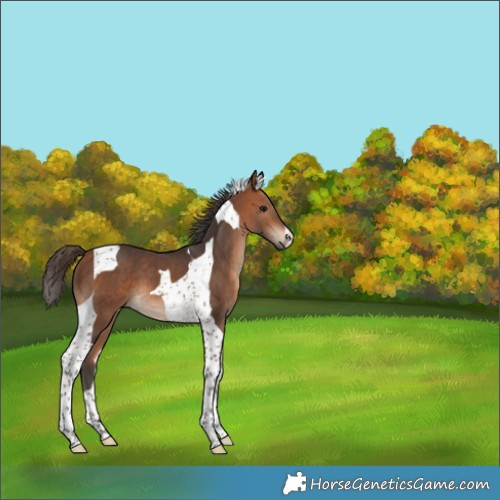 Horse Color:Bay Tobiano 