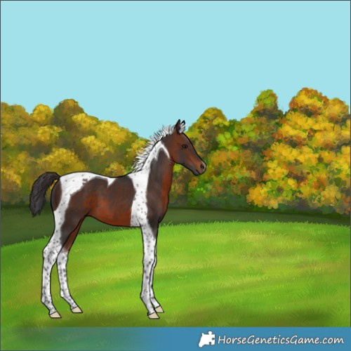 Horse Color:Brown Tobiano 