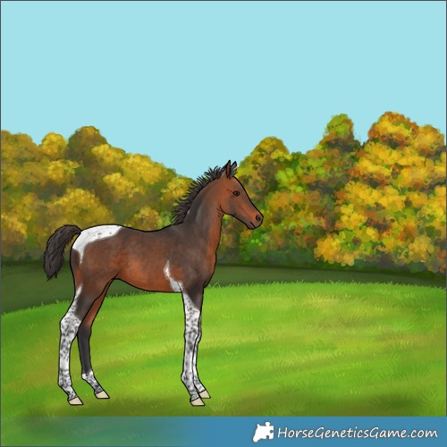Horse Color:Bay Tobiano 
