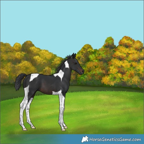 Horse Color:Brown Tobiano 