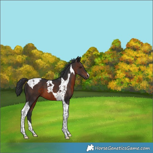 Horse Color:Brown Tobiano 
