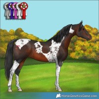 Horse Color:Brown Tobiano 