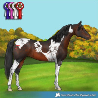 Horse Color:Brown Tobiano 
