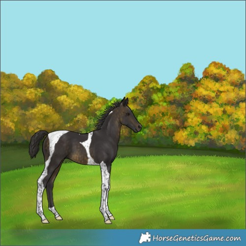 Horse Color:Buckskin Tobiano 