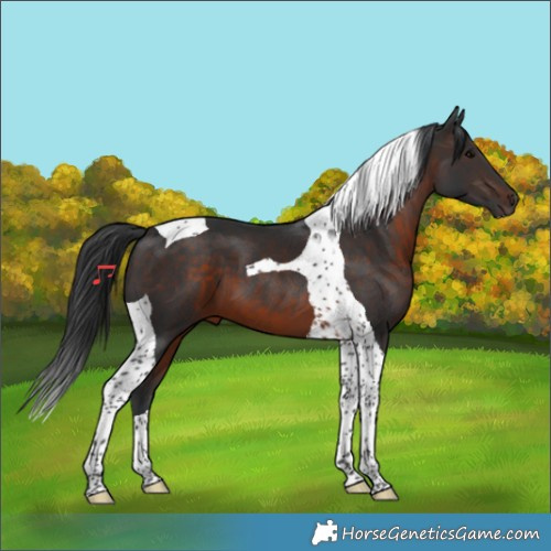 Horse Color:Brown Tobiano 