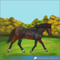 Horse Color:Bay 