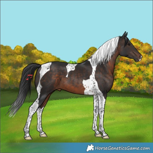 Horse Color:Brown Tobiano 