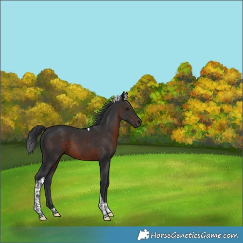 Horse Color:Brown Tobiano 