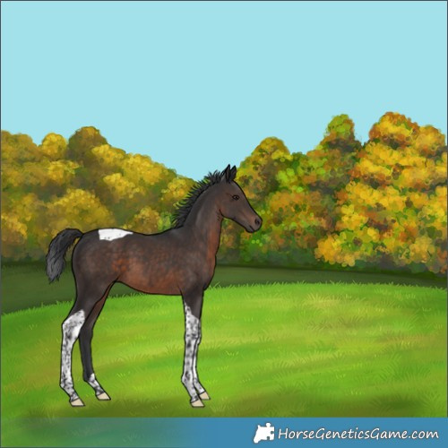 Horse Color:Brown Tobiano 