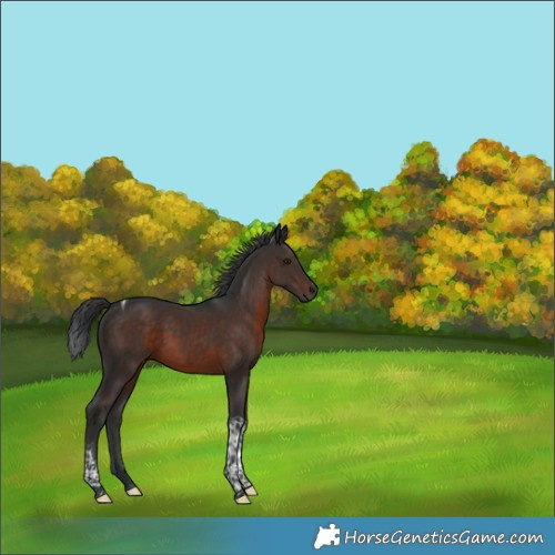 Horse Color:Brown Tobiano 