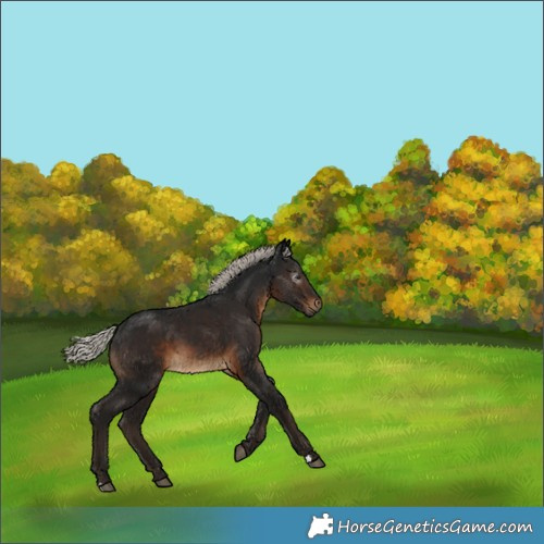 Horse Color:Gray Silver Bay 