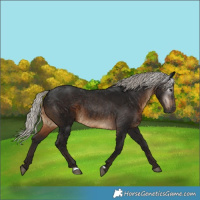 Horse Color:Gray Silver Bay