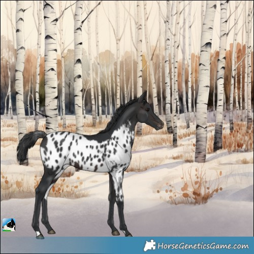 Horse Color:Brown Skewed Appaloosa Rabicano 