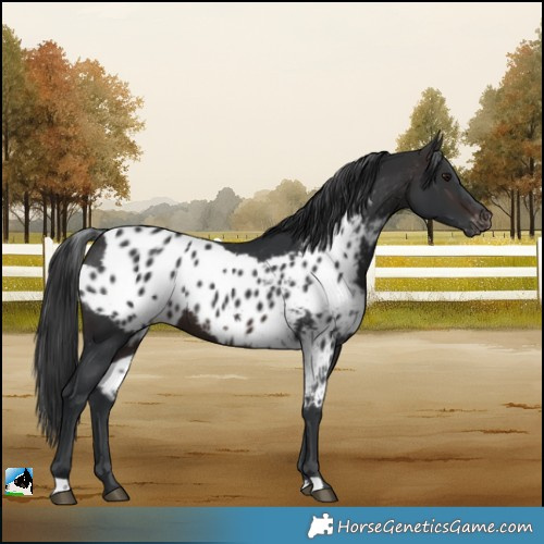 Horse Color:Brown Skewed Appaloosa Rabicano 