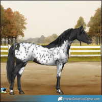 Horse Color:Brown Skewed LP Spotted Rabicano 