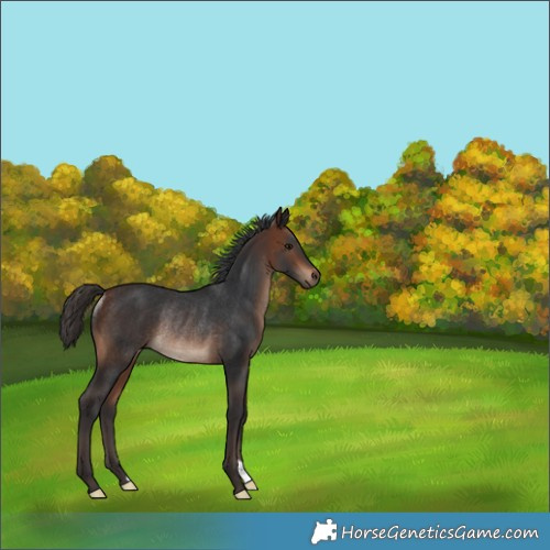 Horse Color:Bay Rabicano 