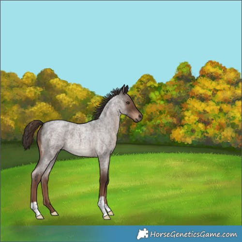 Horse Color:Liver Red Roan 