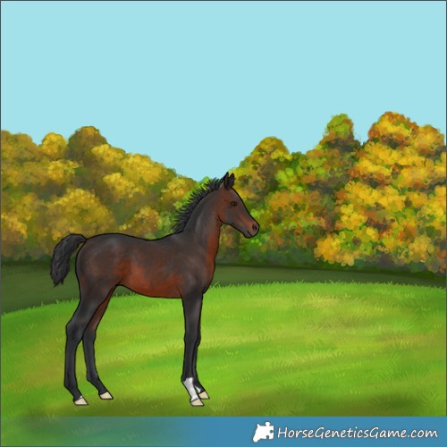 Horse Color:Brown 
