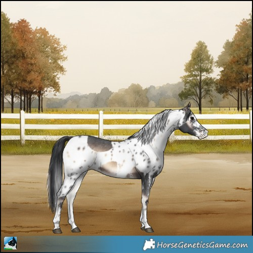 Horse Color:Brown Onyx Sabino Skewed LP Spotted Rabicano 