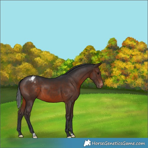 Horse Color:Brown Appaloosa 