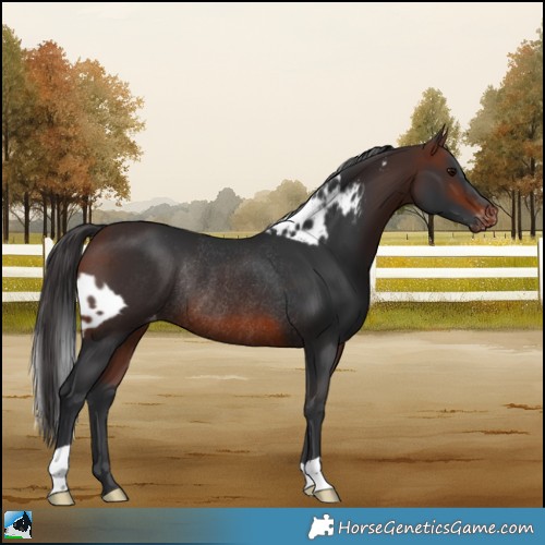 Horse Color:Brown Skewed Appaloosa Rabicano 