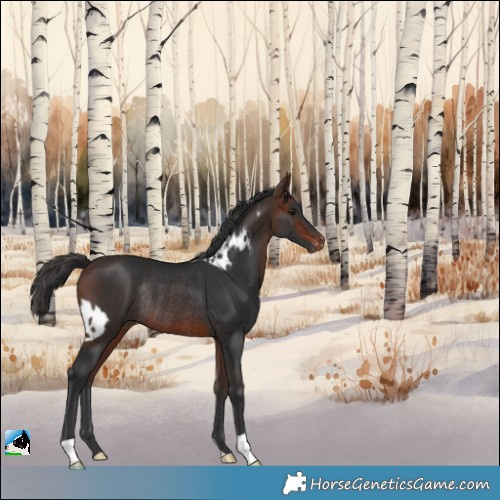 Horse Color:Brown Skewed Appaloosa Rabicano