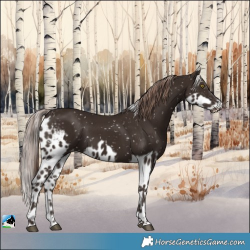 Horse Color:Liver Chestnut Skewed Appaloosa Rabicano 