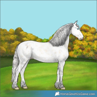 Horse Color:Cremello Near Leopard 