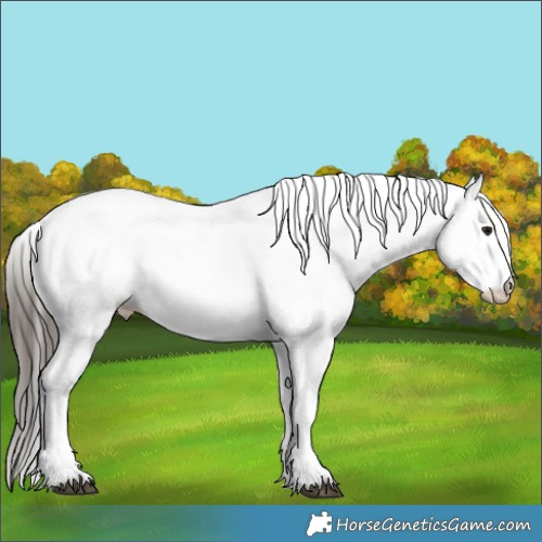Horse Color:White Spotted Bay 