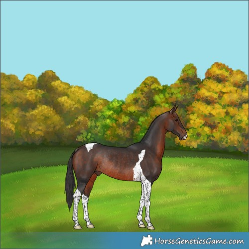 Horse Color:Brown Tobiano Rabicano 