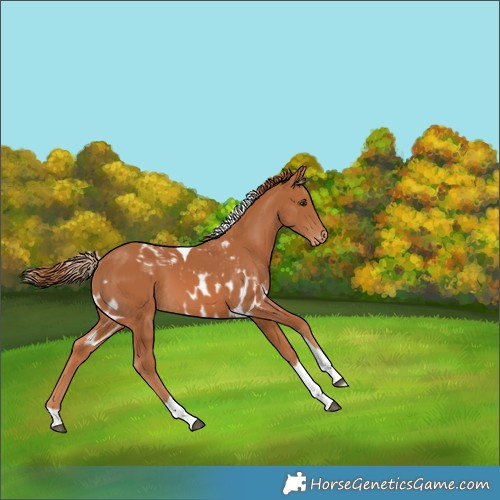 Horse Color:Chestnut Tobiano Skewed Appaloosa 