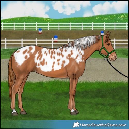 Horse Color:Chestnut Skewed Appaloosa