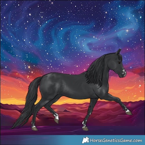 Horse Color:Black  and Black Rabicano 
