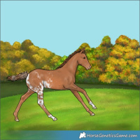 Horse Color:Chestnut Skewed Appaloosa