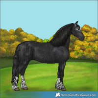 Horse Color:Black  and Gray Black 