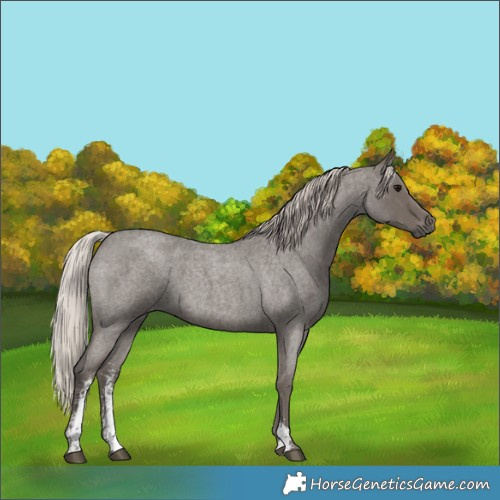 Horse Color:Silver Blue Roan Sabino 