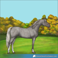 Horse Color:Silver Blue Roan Sabino 