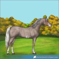 Horse Color:Silver Blue Roan Sabino 