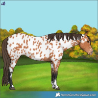 Horse Color:Bay Near Leopard 