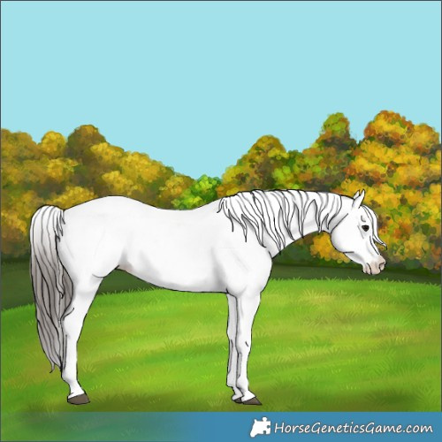 Horse Color:White Spotted Bay 