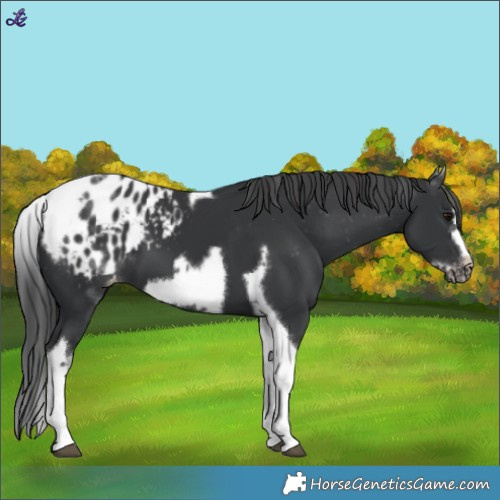 Horse Color:White Spotted Black Splash Tobiano Frame Blanket 
