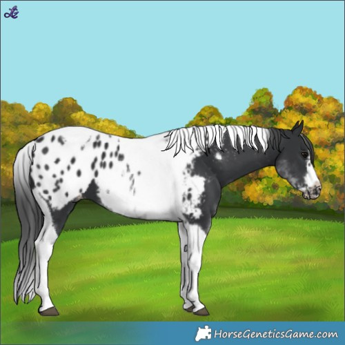 Horse Color:White Spotted Black Splash Tobiano Frame Blanket