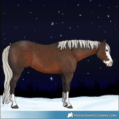 Horse Color:Liver Chestnut Mushroom Splash 