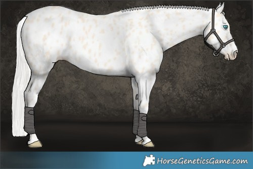 Horse Color:Cremello Appaloosa 